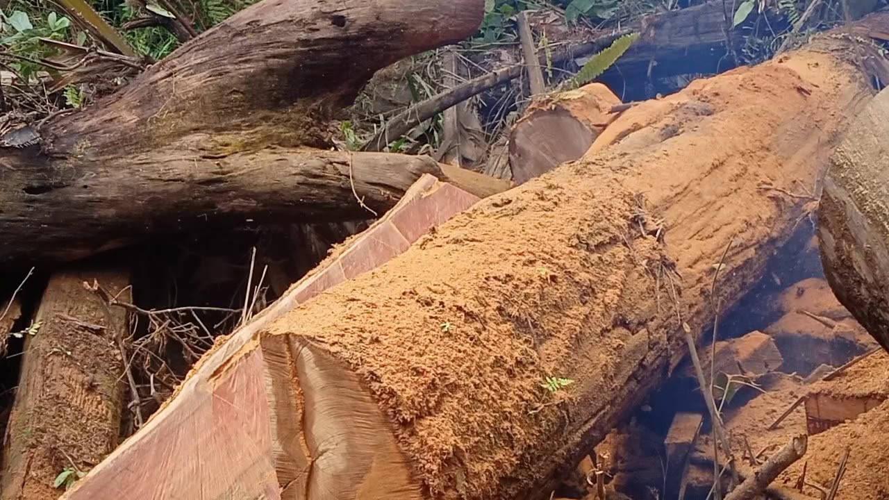Proses belah kayu Ulin besar Kalimantan