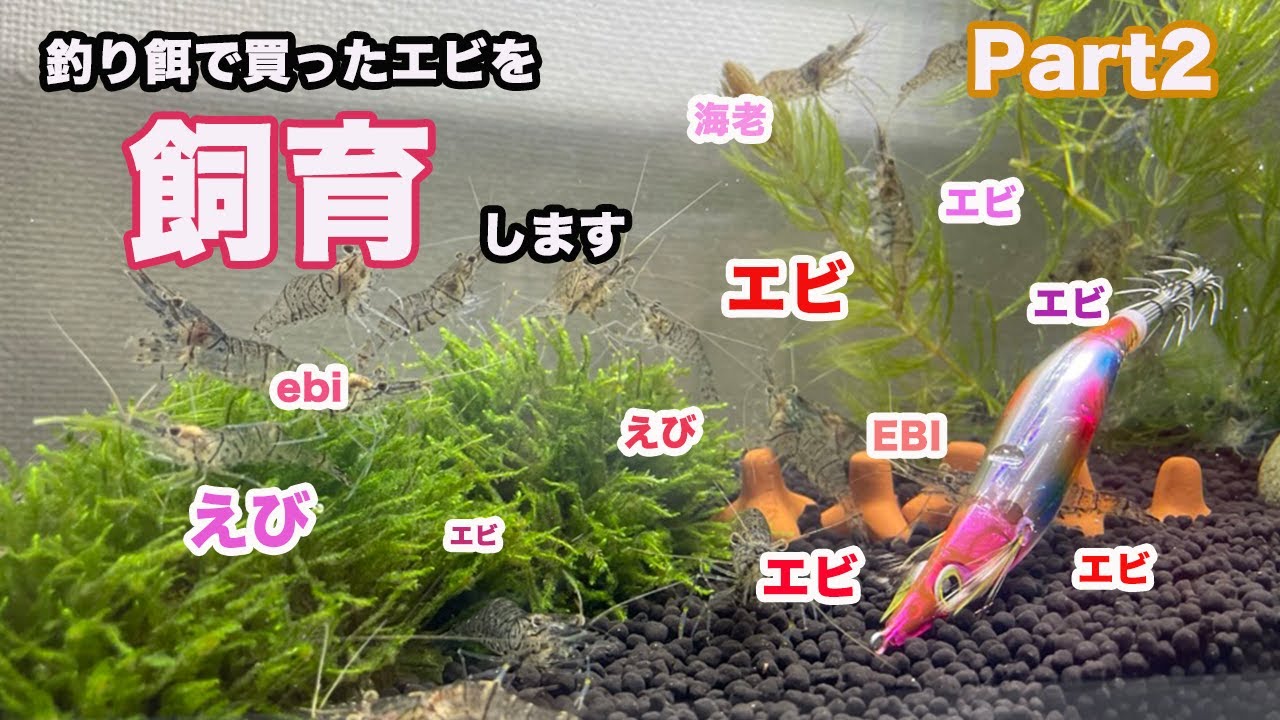 釣り餌として買ったモエビを飼育してみた　Part②