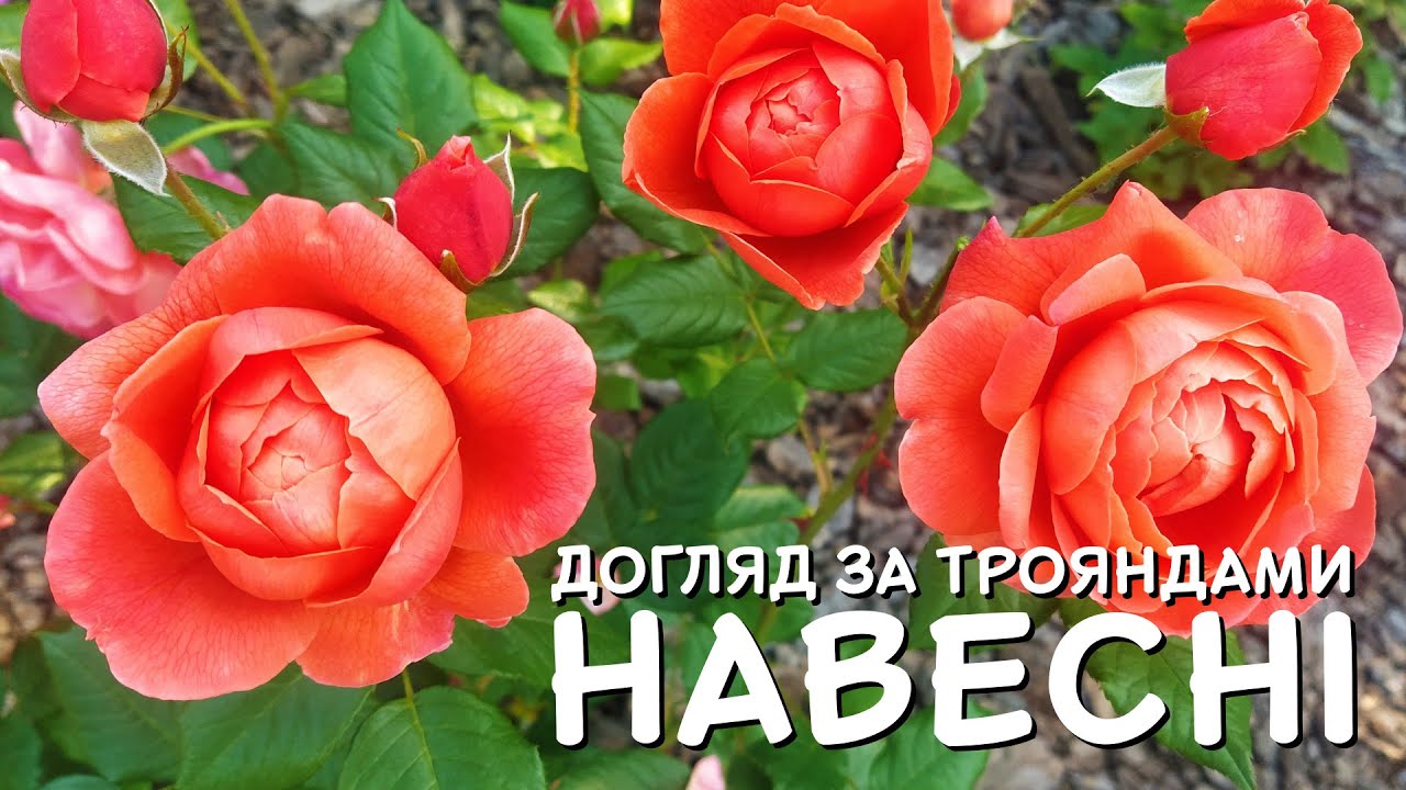 ДОГЛЯД ЗА ТРОЯНДАМИ НАВЕСНІ. Чим обробити та підживити 🌹