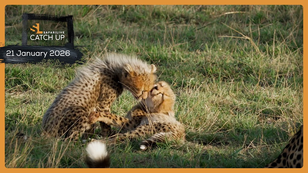 Cheetah cubs and elephant drama - SafariLIVE Catch Up, 21 January 2026