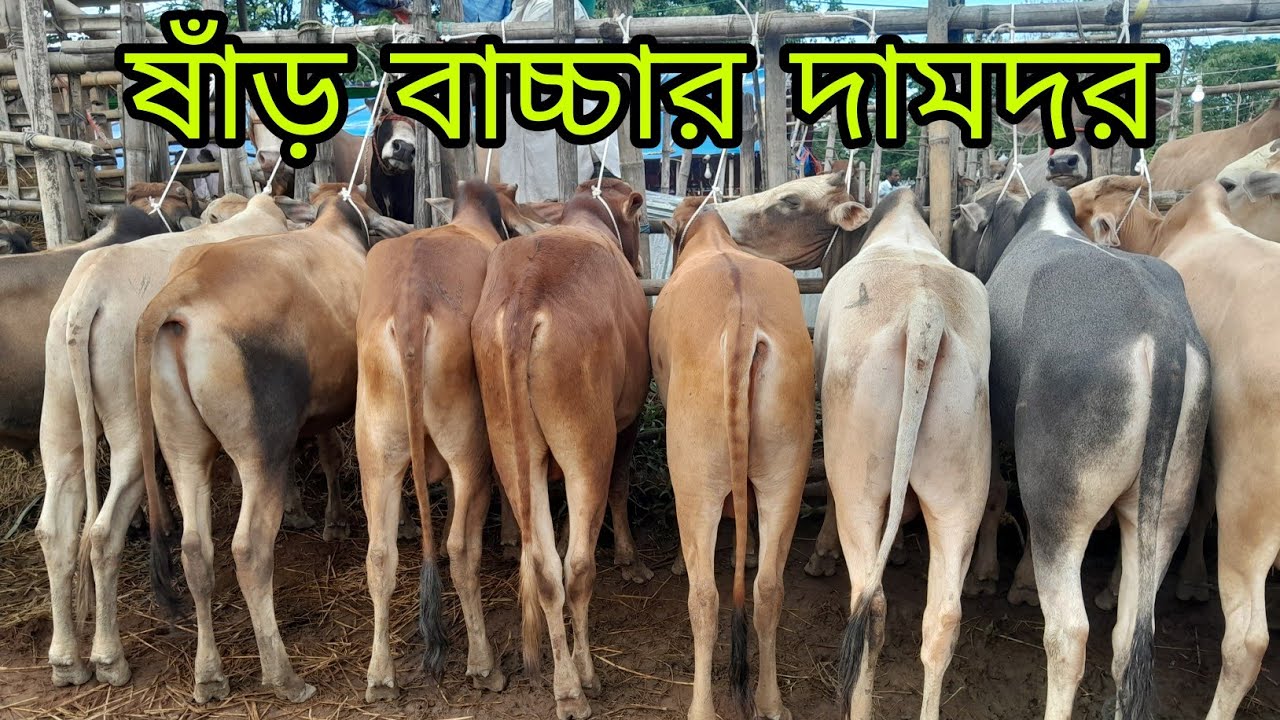 খামার উপযোগী ষাঁড় বাচ্চার দামদর জানুন সিলেটের গরুর বাজার থেকে, দাম এখন ও কম আছে,