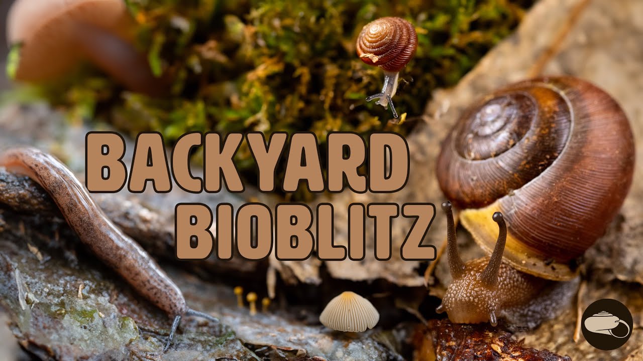 Backyard BioBlitz: How Many Species Can We Find?