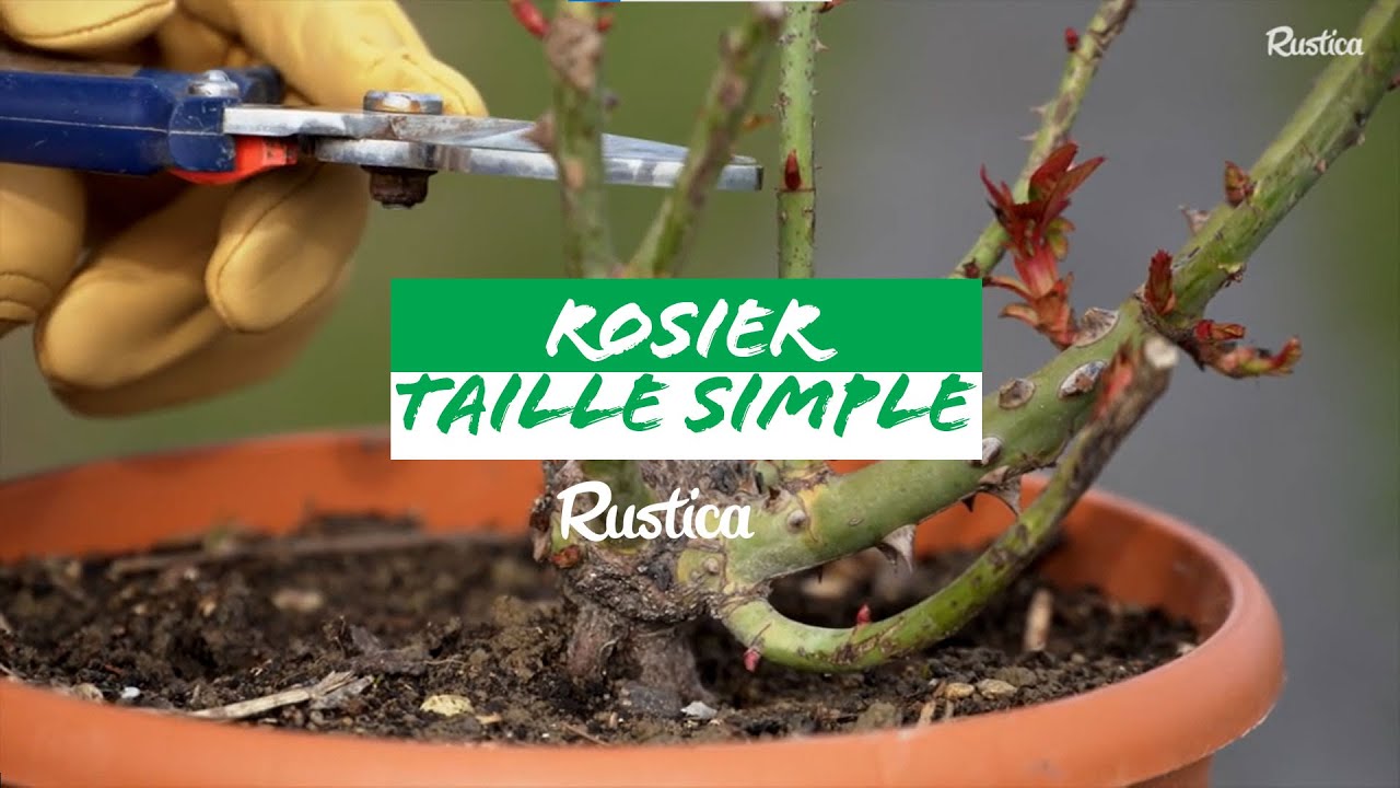 Comment tailler un rosier simplement