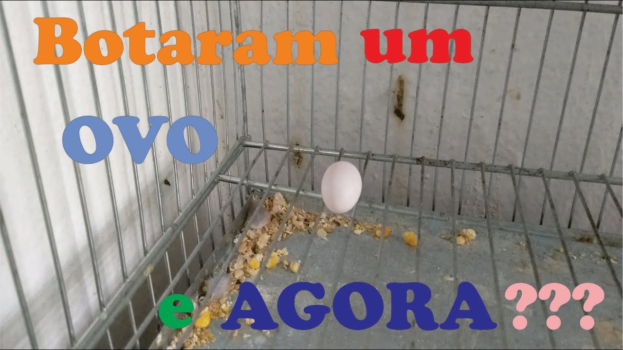 Minha ave botou um ovo e agora? O que fazer com o Ovo????