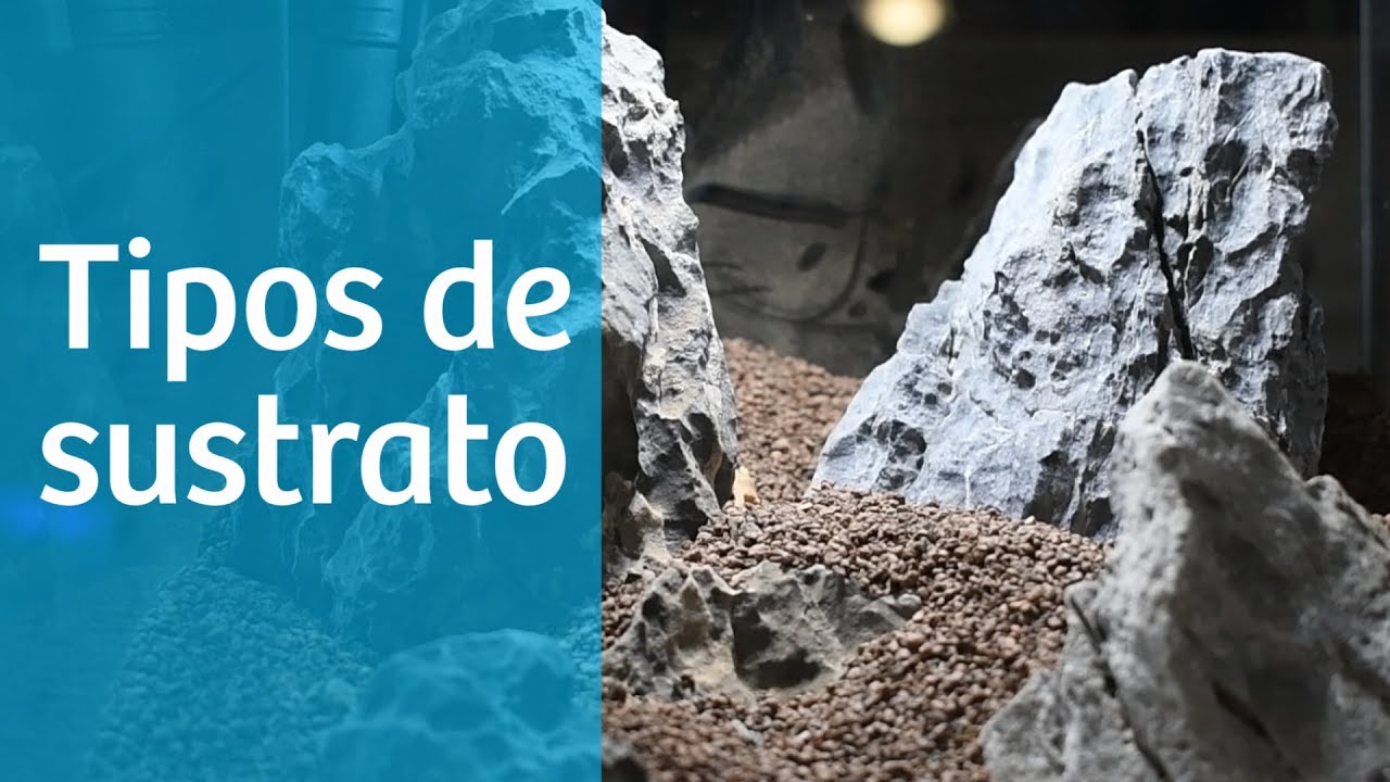Tipos de sustrato para acuario ⬇️