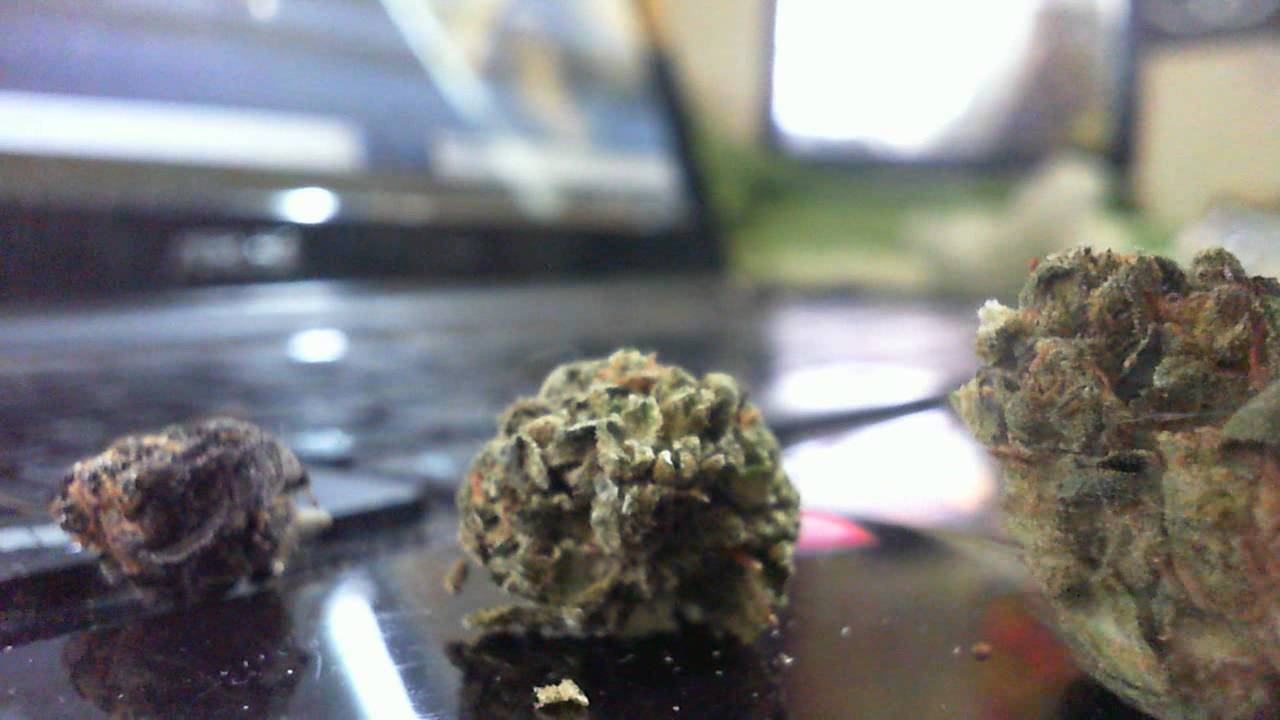 Nugshots Of The Herb Im Tokin