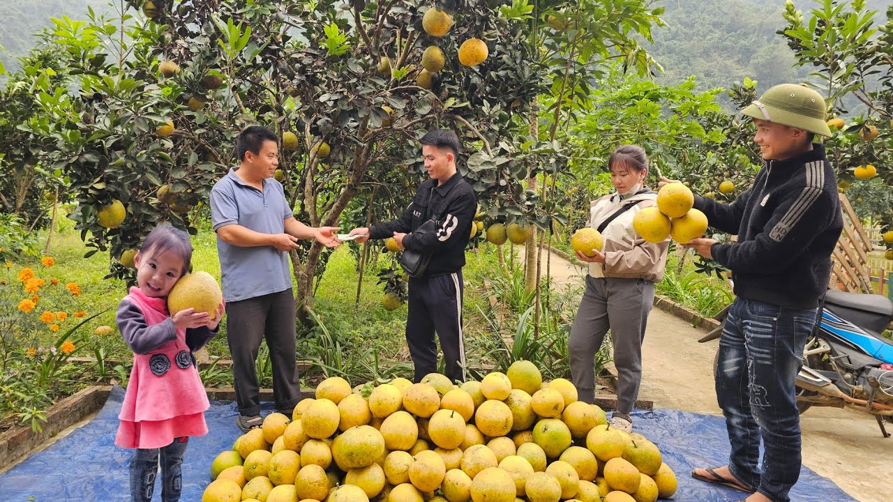 Harvesting grapefruit garden and selling them to traders at the farm-Cooking.