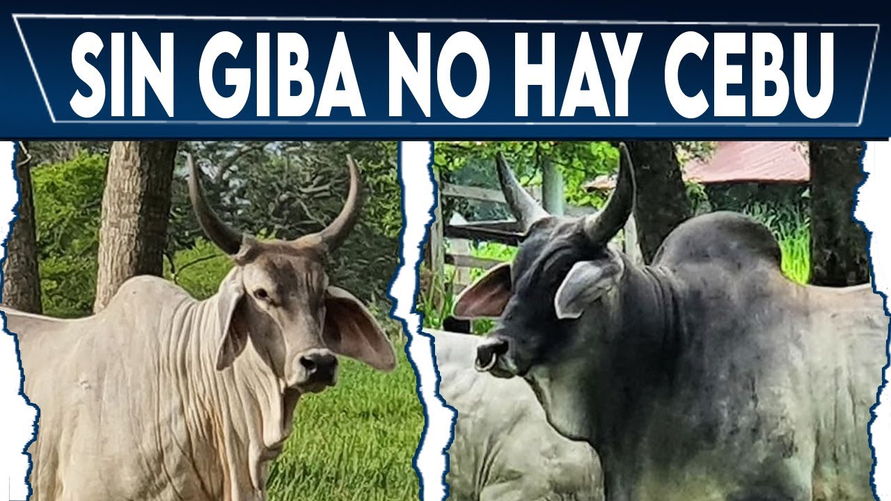 🔴 Bos Indicus ✅ Sin Giba No Hay Ceb&uacute; / Crea tu negocio Ganadero