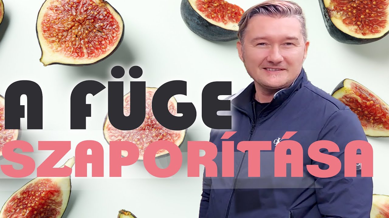 A FÜGE SZAPORÍTÁSA (100% BIZTOS MÓDSZER ) How To Root Fig Cuttings Simplest Method!