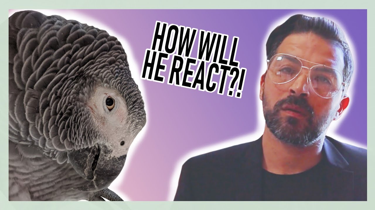 GEORGE'S REACTION TO RESCUED PARROT - 