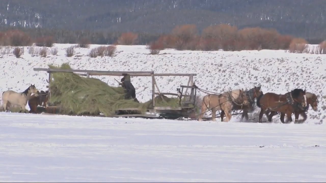 Montana Moment: Buckrakes and Beaverslides, haying the old fashioned way in Wise River Part 2