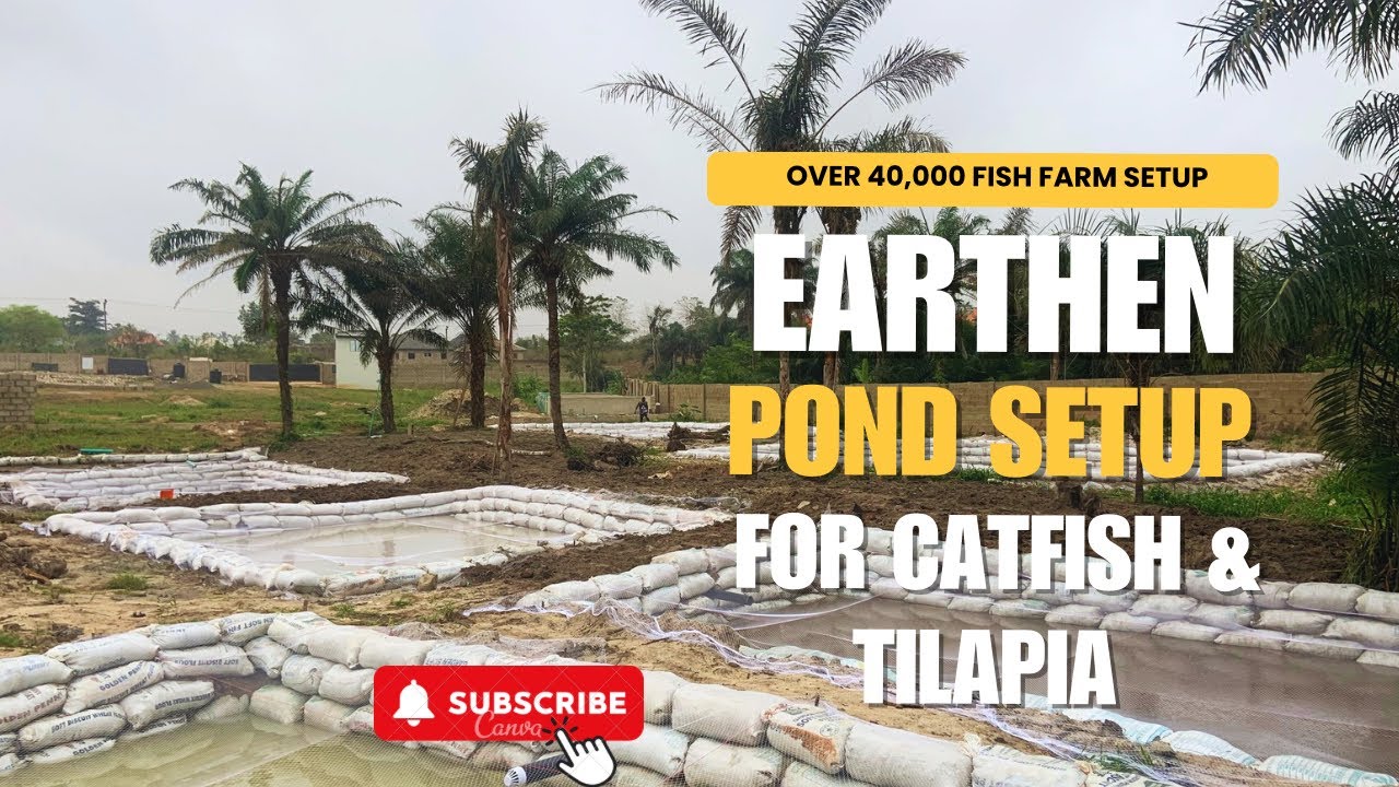 Over 40,000-Capacity Earthen Pond Construction in Ibadan | Catfish & Tilapia Farming