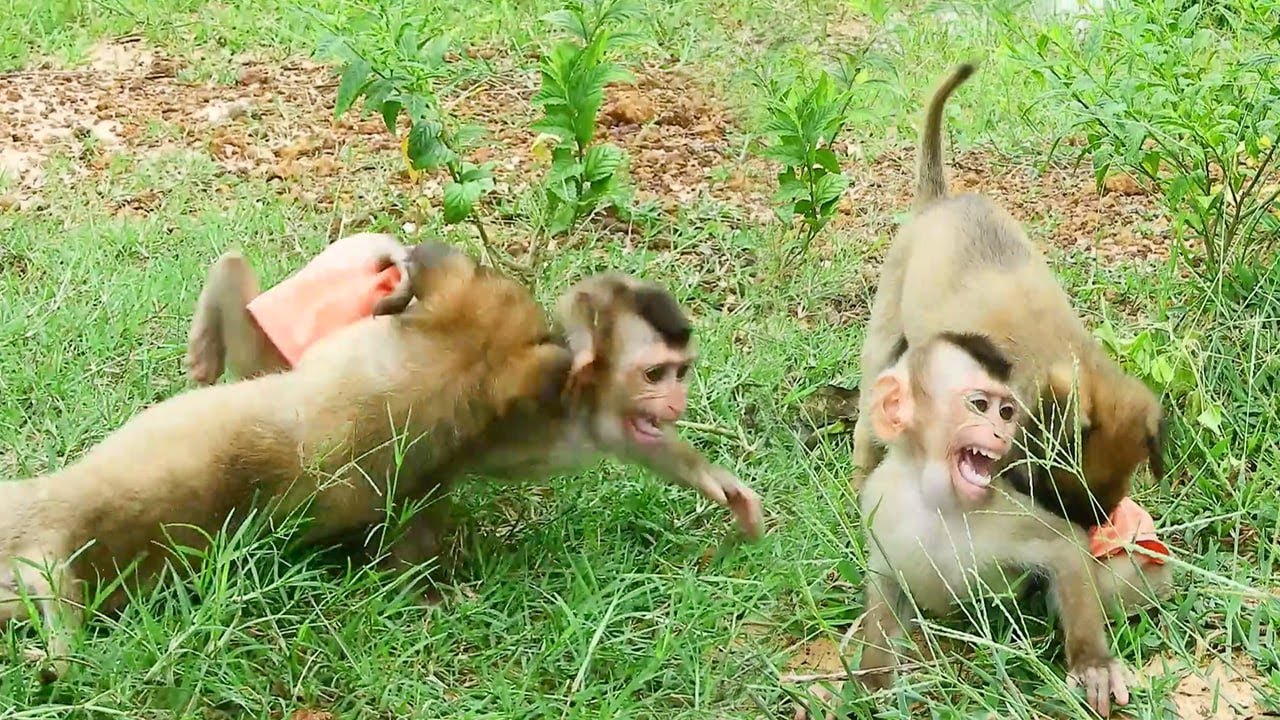 Newborn Can't Run Away Until Playing in Nature Their Energy Will