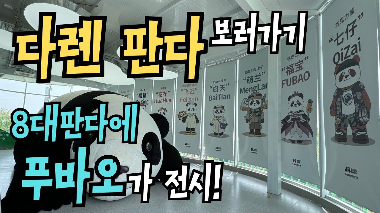 🇨🇳푸바오이모 페이윈은 못만나고 🐼진후와 🐼먀오인만 영접 | 8대판다전시관에 푸바오가 있네요!