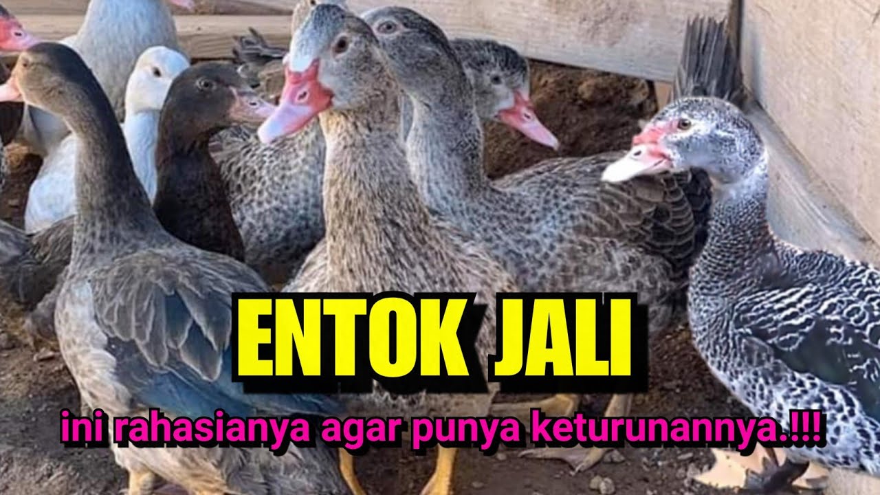 Entok Hias JALI