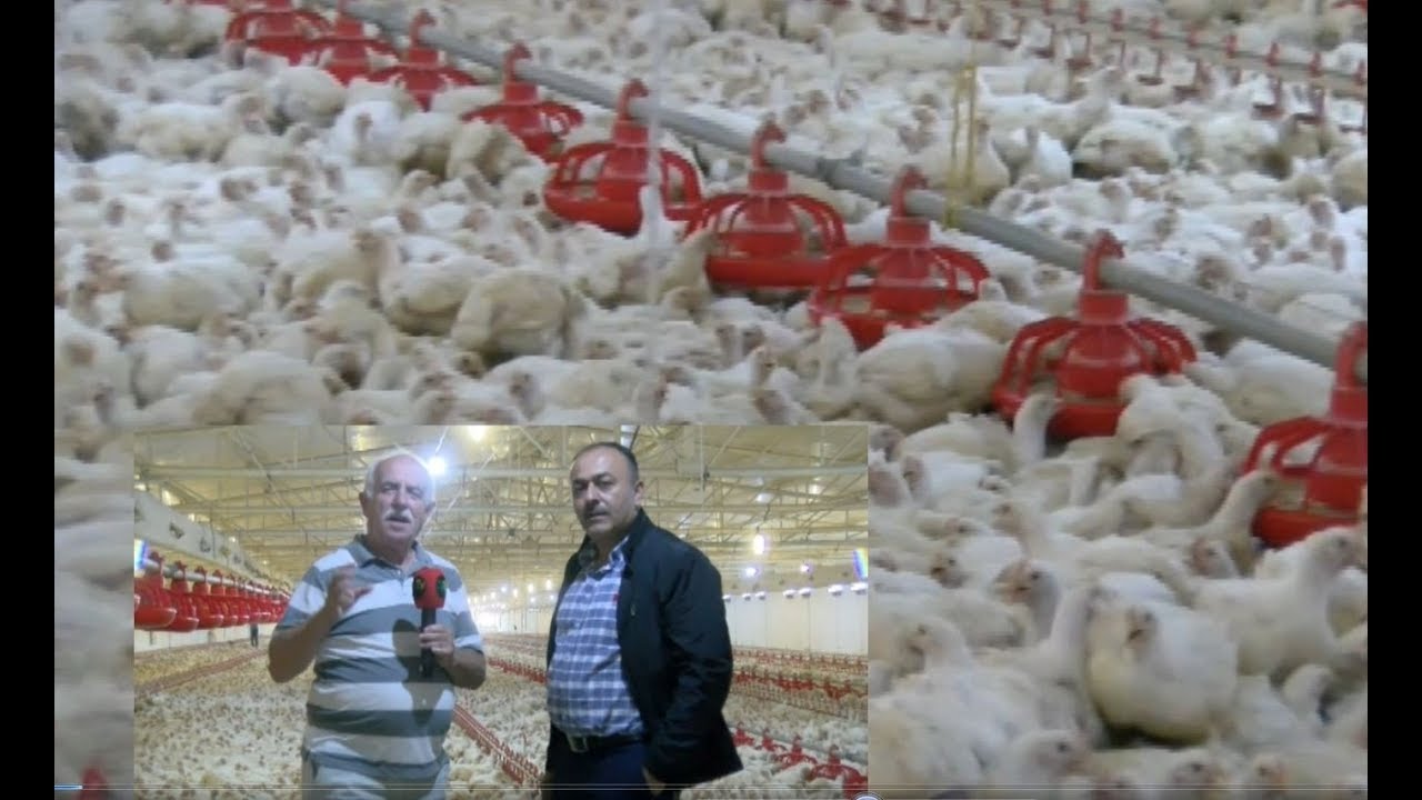 TAVUK ÇİFTLİĞİ DEYİP GEÇMEYİN 50 BİN TAVUK BİR ANDA NASIL BAKILIR
