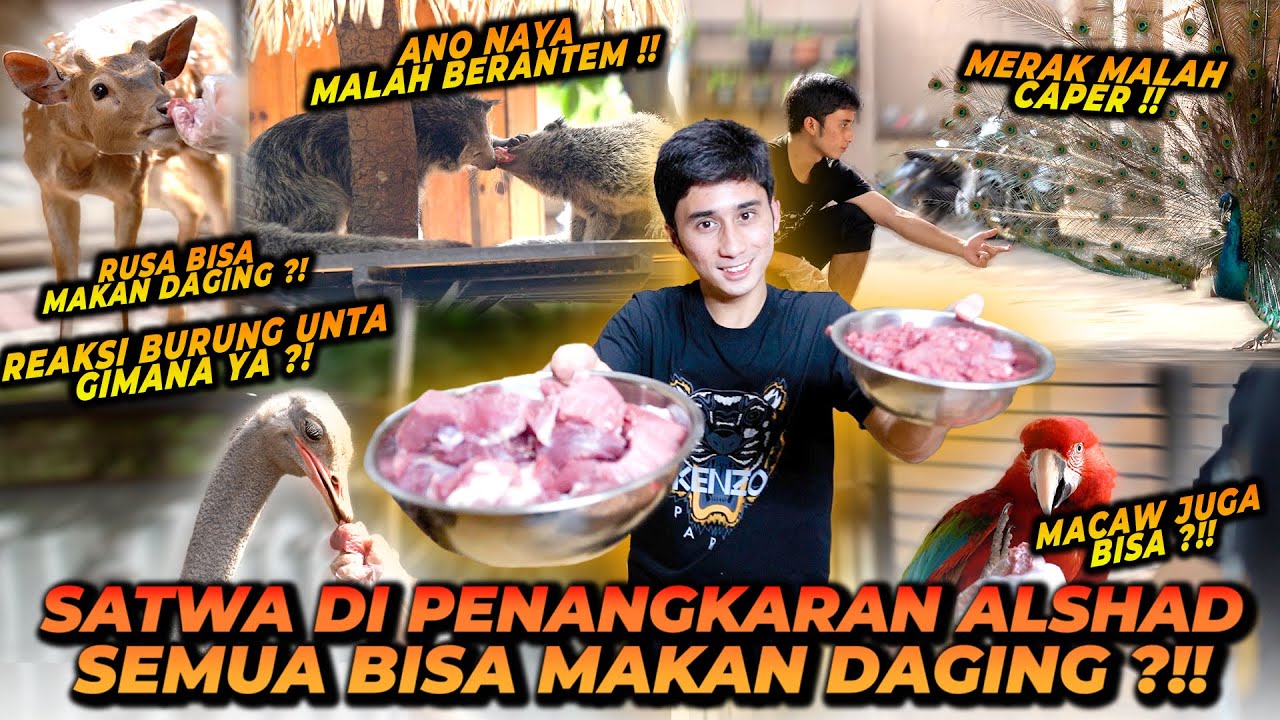 SEMUA SATWA DI RUMAH ALSHAD BISA MAKAN DAGING ? ADA YANG LEBIH RAKUS DARIPADA HARIMAU !!
