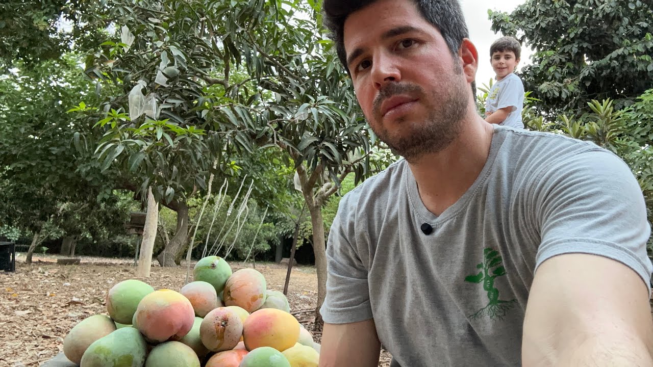 מתי מומלץ לקטוף את המנגו ? - טיפול במנגו