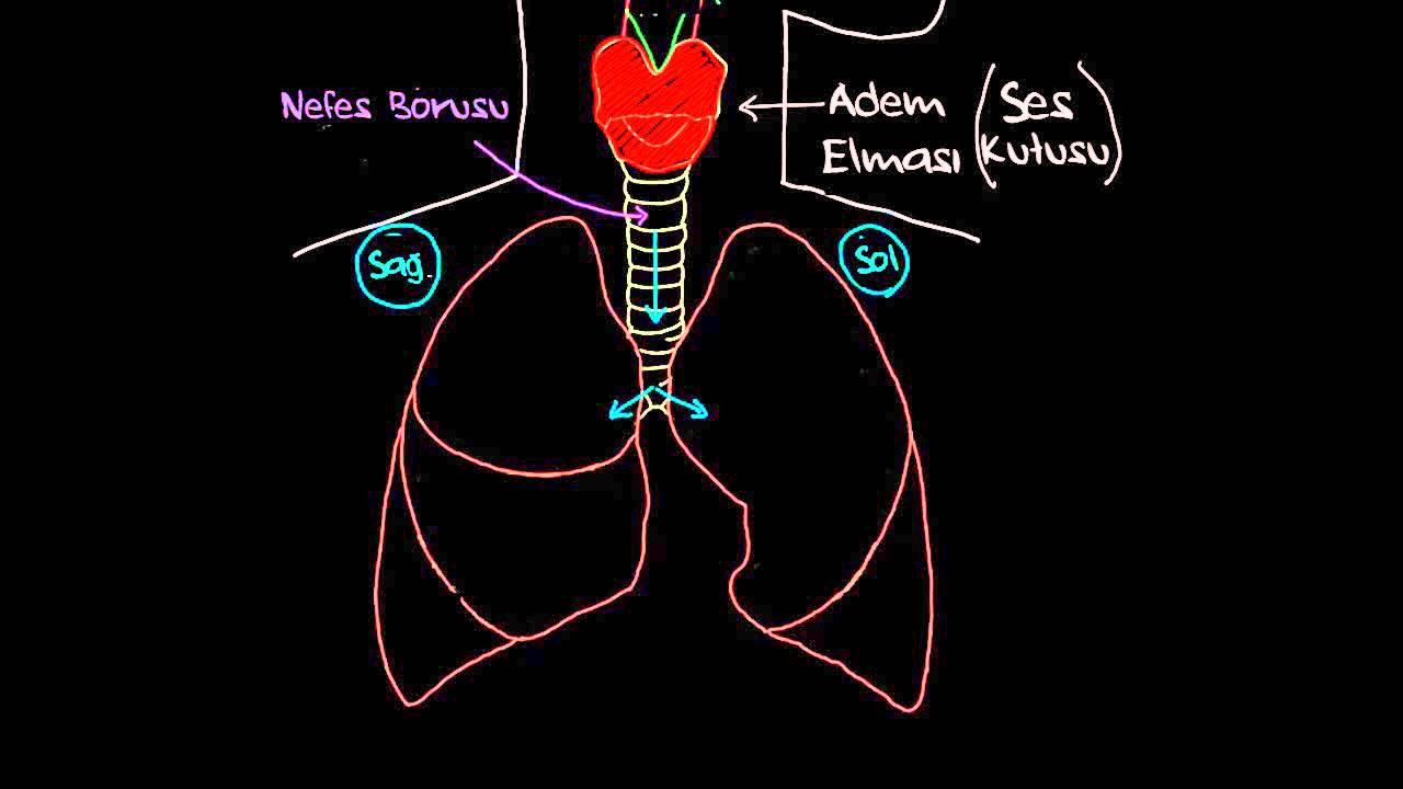 Akciğerler ile Tanışın (Sağlık Bilgisi ve Tıp) (Solunum Sistemi Fizyolojisi)