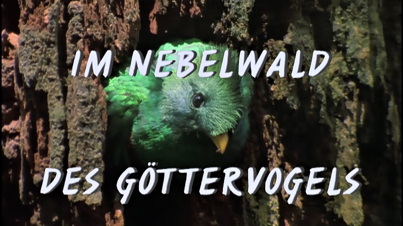 Im Nebelwald des Göttervogels