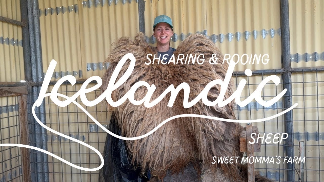 DYI Shearing Icelandic Sheep