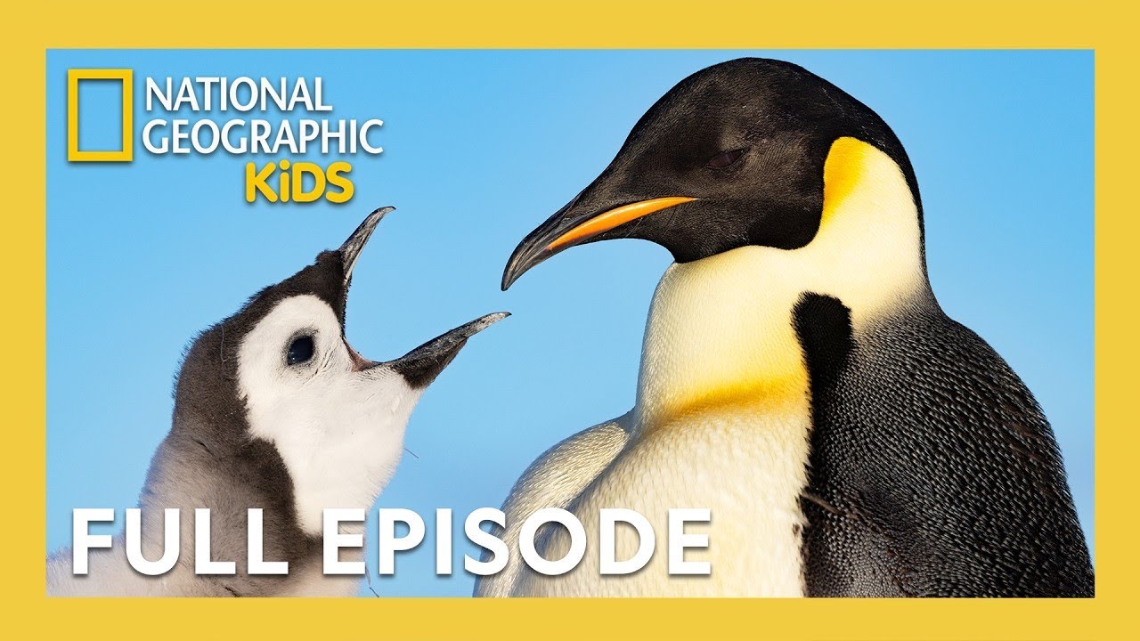 Secrets of the Penguins Full Episode 🐧🤫 | Heart of the Emperors | 40 Minutes | @natgeokids