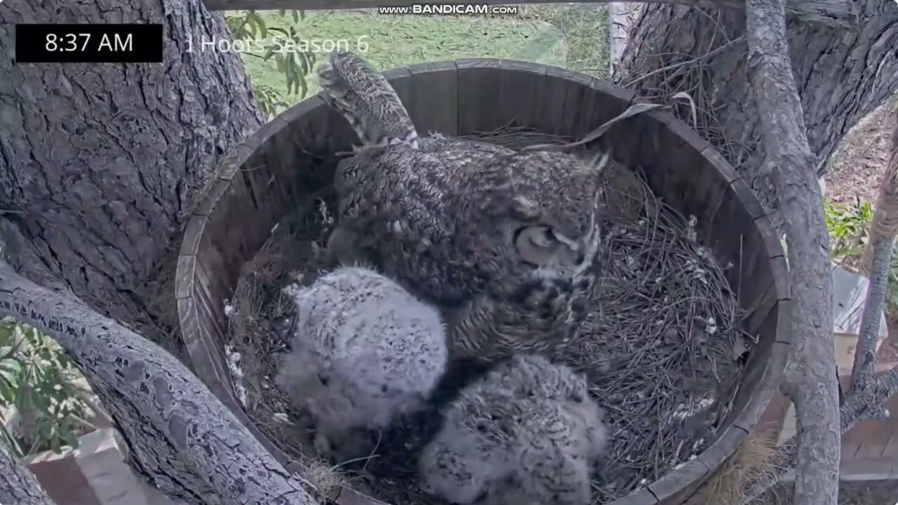 Puchacz wirginijski, Corona w Kaliforni -  Owlvira  i maluchy  2026 02 23