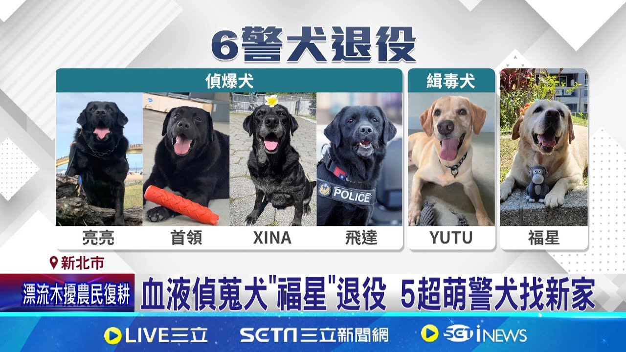 萌樣曝光! 新北警犬退役找新家 開放民眾領｜三立新聞網 SETN.com