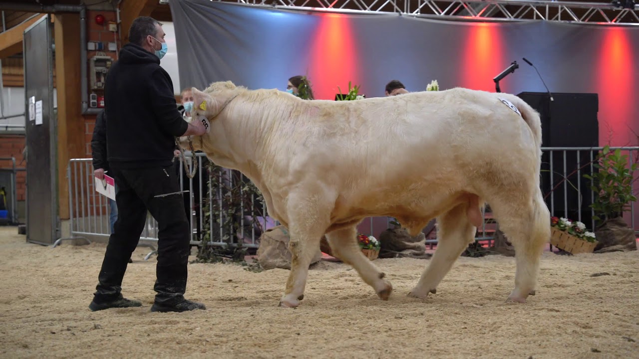 KLASSE 1 CHAROLAIS