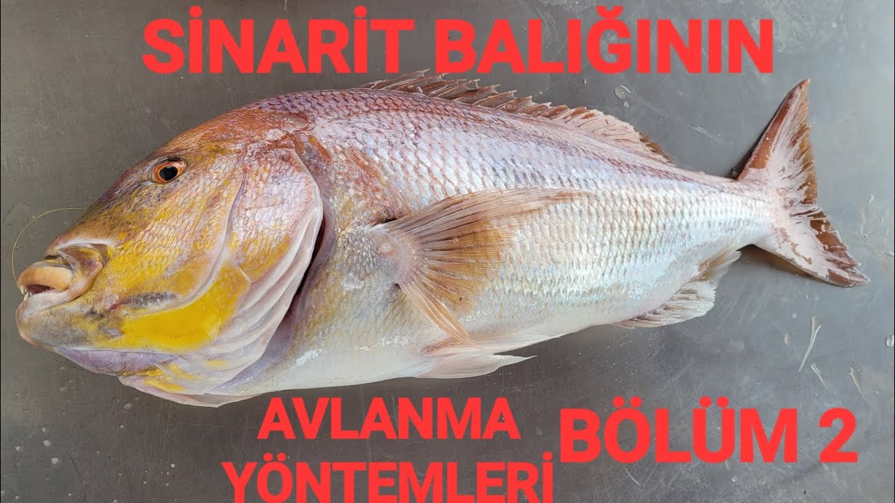 SİNARİT BALIĞININ SEVDİĞİ YEMLER VE AVLANMA YÖNTEMLERİ