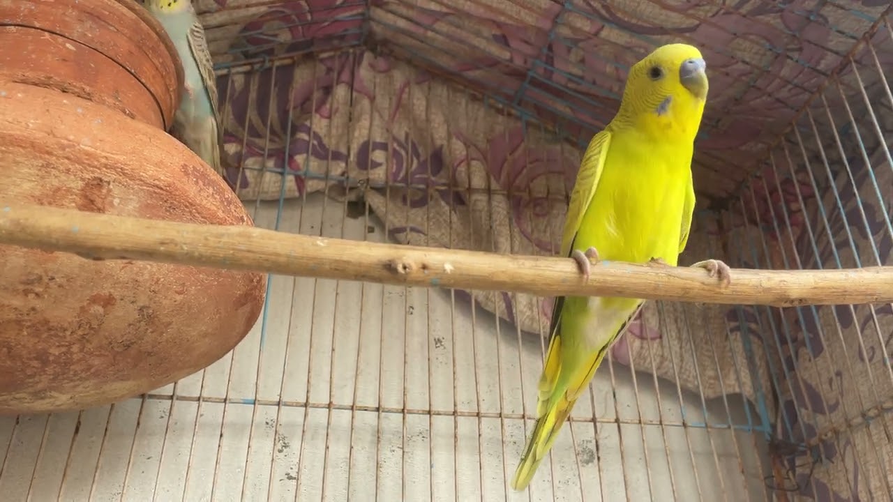 #birds #blackfacebudgie #lovebirds #parrot #lovebirdsfarming #blackfacebudgie #parrotparrot 