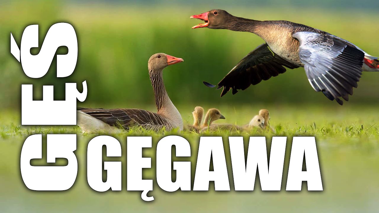 GĘŚ GĘGAWA 🇵🇱 | GREYLAG  GOOSE