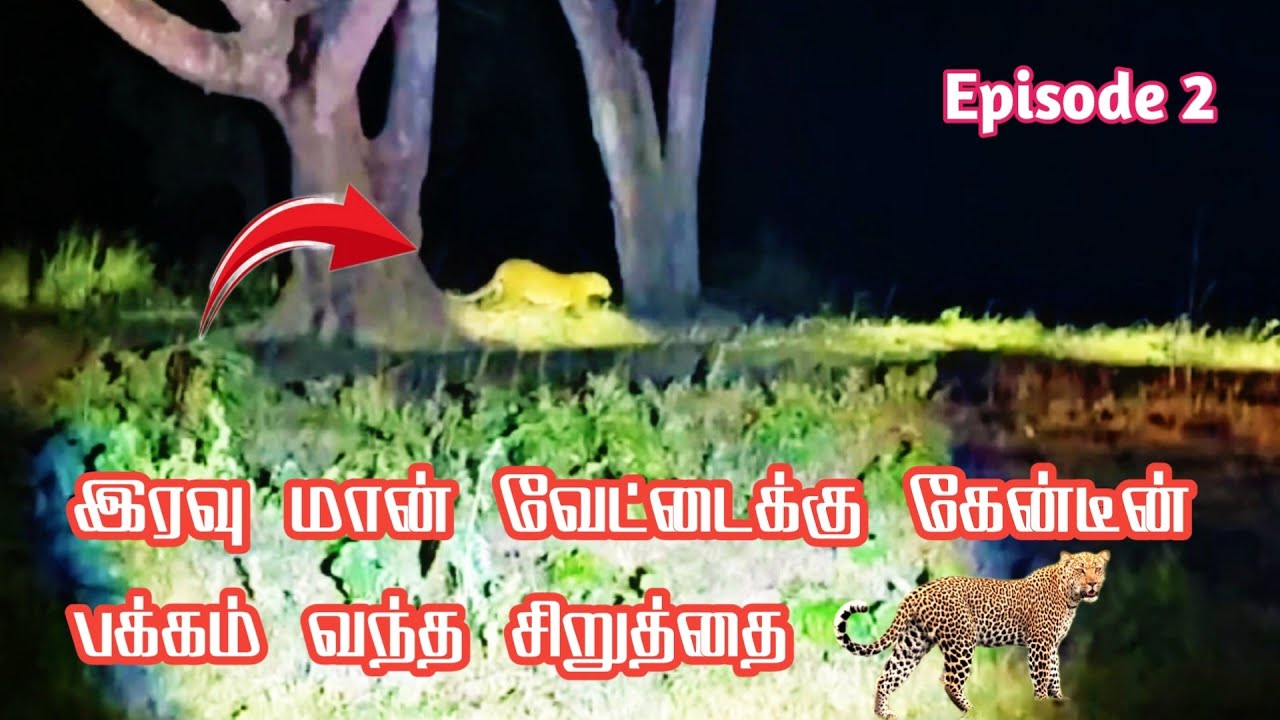 Shocking Leopard Encounter in Night near Canteen at Bandipur | Jolly Trip