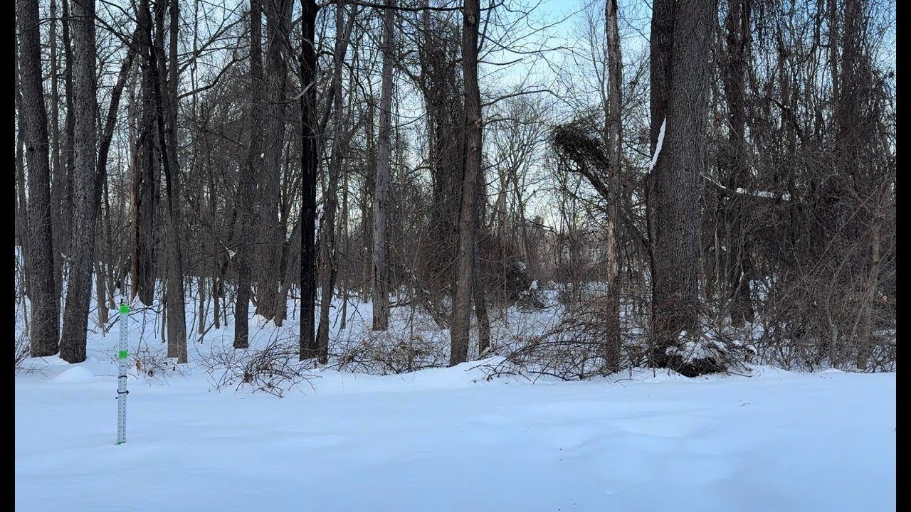 12-Feb 2026 - Winter Forest Day: Peaceful Outdoor Ambience in Northeast USA (Full Stream)