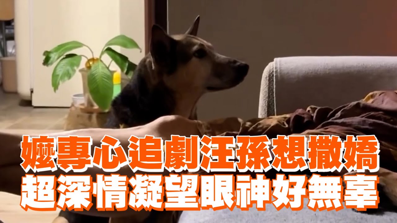嬤專心追劇汪孫想撒嬌　超深情凝望眼神好無辜 ｜#寵物雲