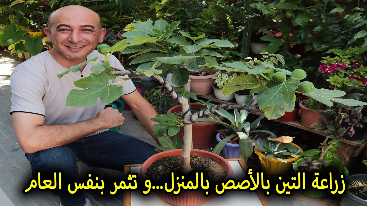 طريقة زراعة التين بالأوعية و الأصص و تثمر مباشرة بعد الزراعة