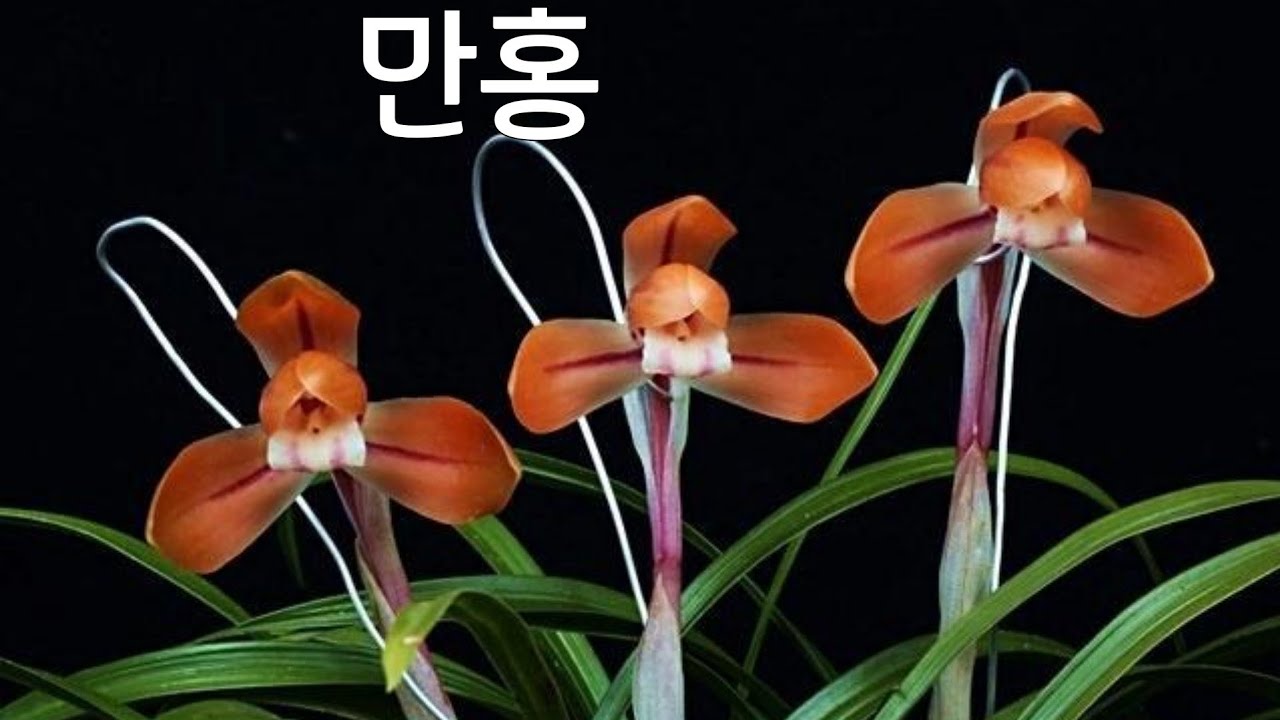3/1(일요일)2차.만홍.홍화.황화소심.주금화10종👍👍