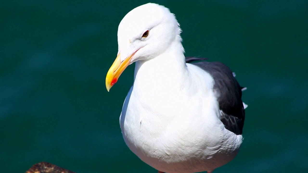 Documentary of seagull birds || secret of sea gull life|| full documentary in short film