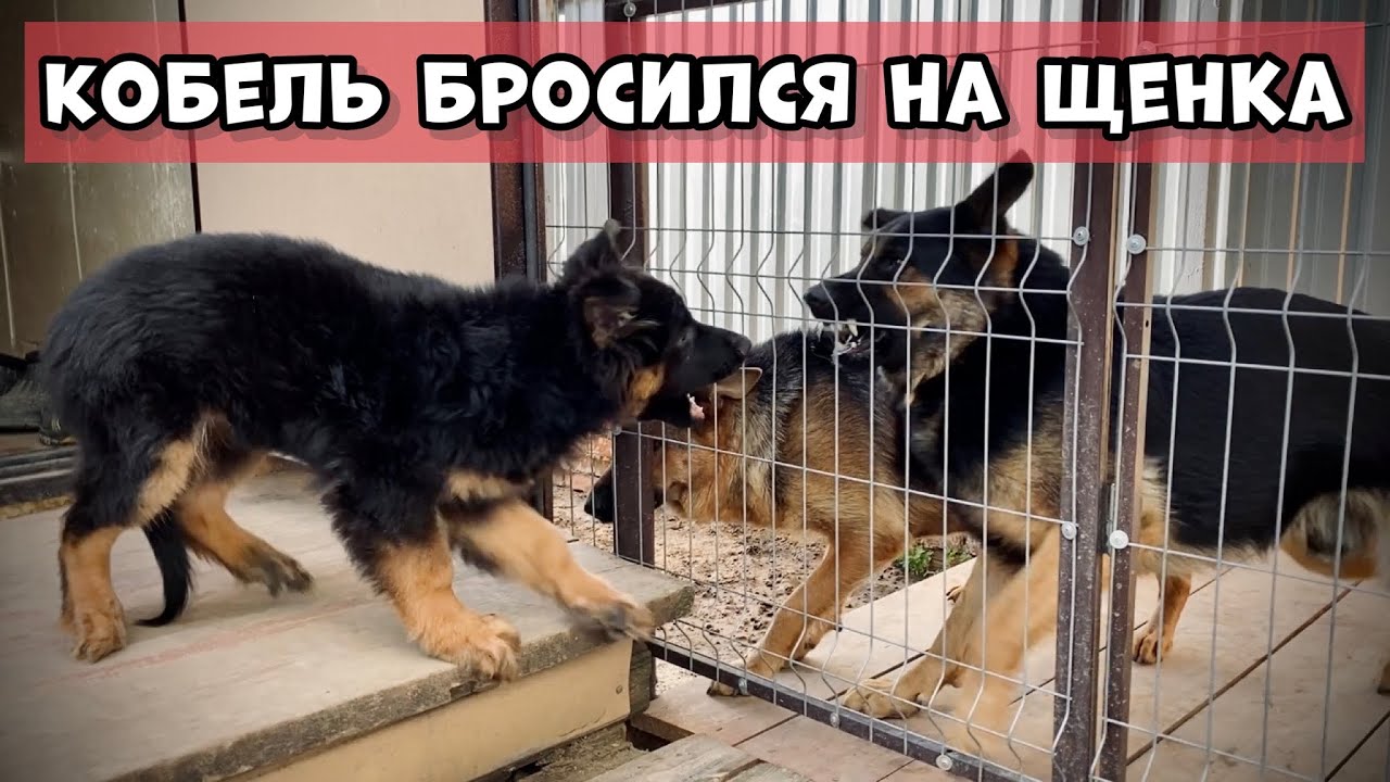 ПЕРВЫЙ ВЫГУЛ ЩЕНКА САМЫЙ СТРАШНЫЙ