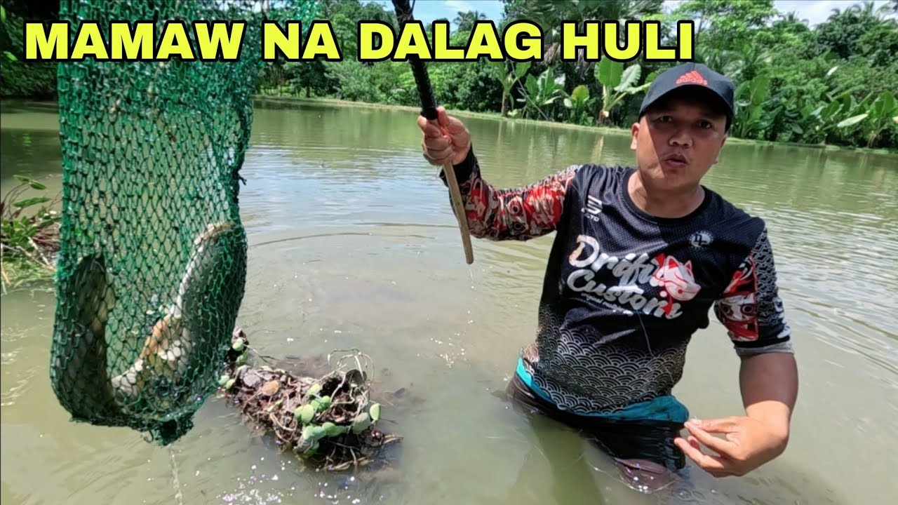 Mamaw na Dalag Huli sa Mini Lake Umuubos ng semilya ng Tilapis Pag aani ng palay
