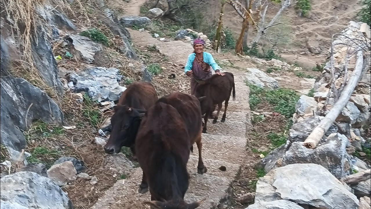 इतनी सारी घसेरिया गई एक साथ घास लेने 😂॥
