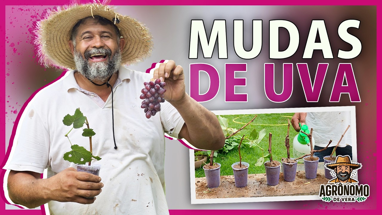 COMO fazer MUDAS de uva já PRODUTIVAS!