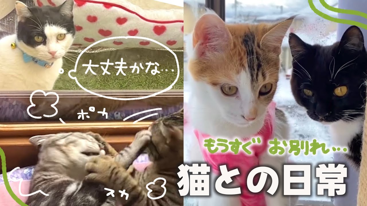 保護猫活動に付き物の近づいてくるお別れにしんみりした日💧 | 喧嘩しているところを外猫ちゃんに見られて心配されるうちの子たちꉂ😹 【保護猫シェルター】