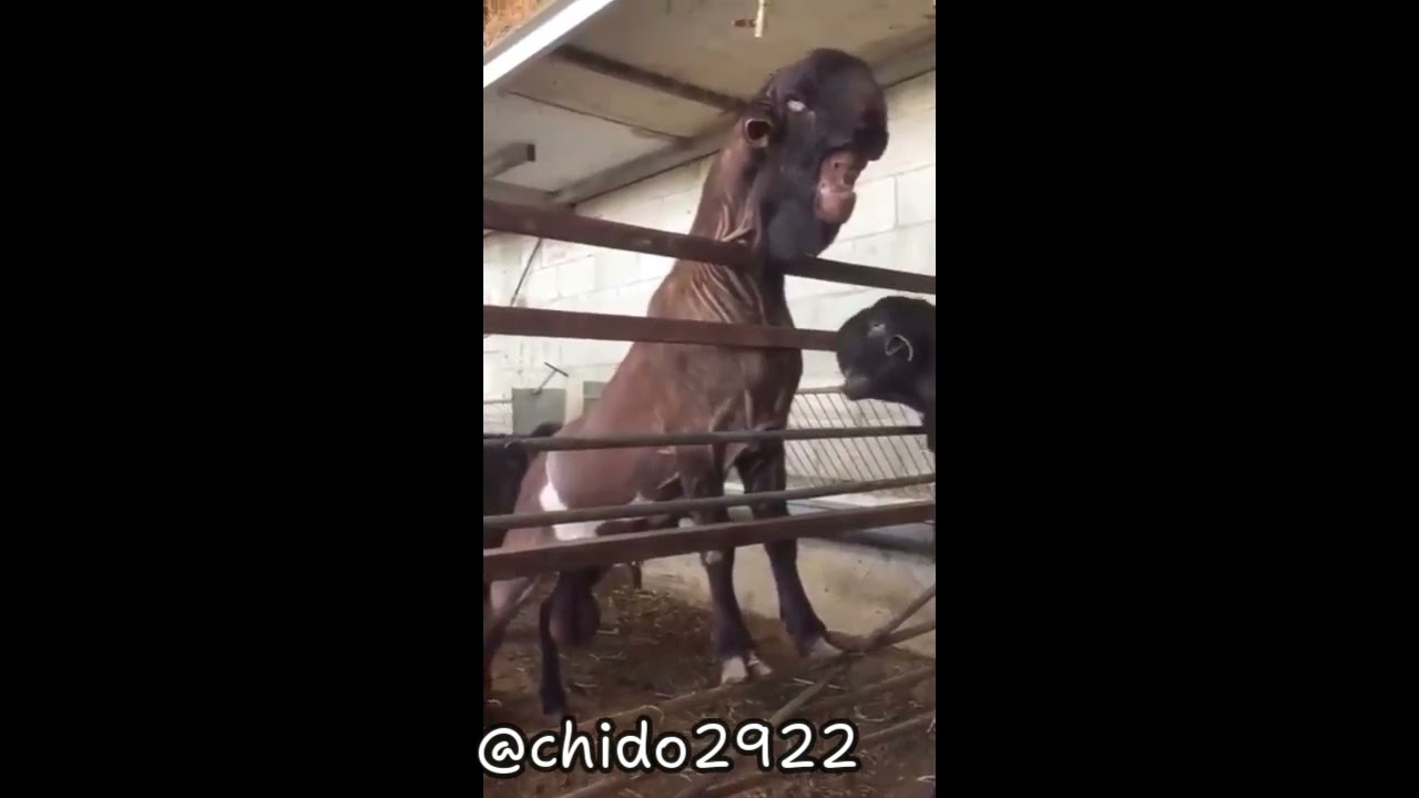&iquest;Has visto una cabra de Damasco? | Have you seen a Damascus goat?
