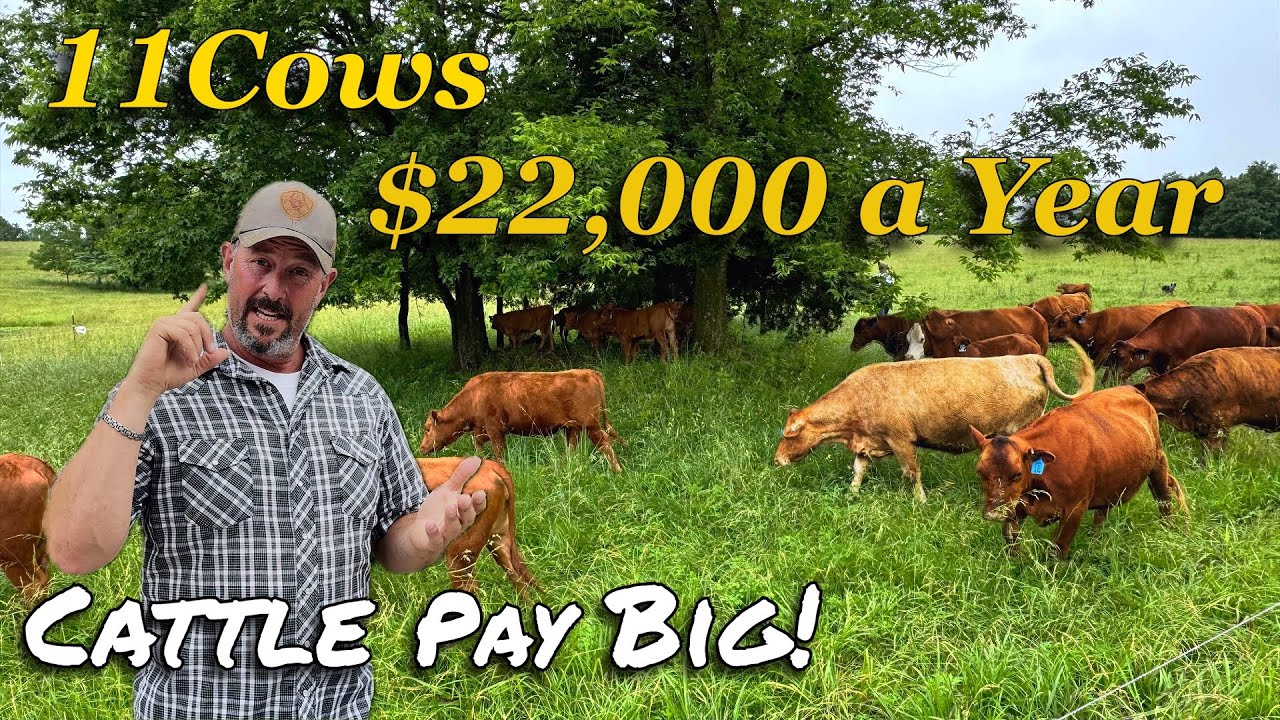 Insane Profits from 11 Cows on 27 Acres. Our secrets to big profits