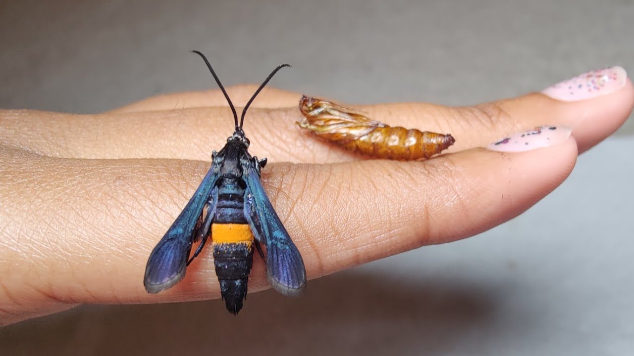 Brown Cocoon to stunning Metallic Blue Moth: Peach Tree Borer cocoon opening, emergence, and mating!
