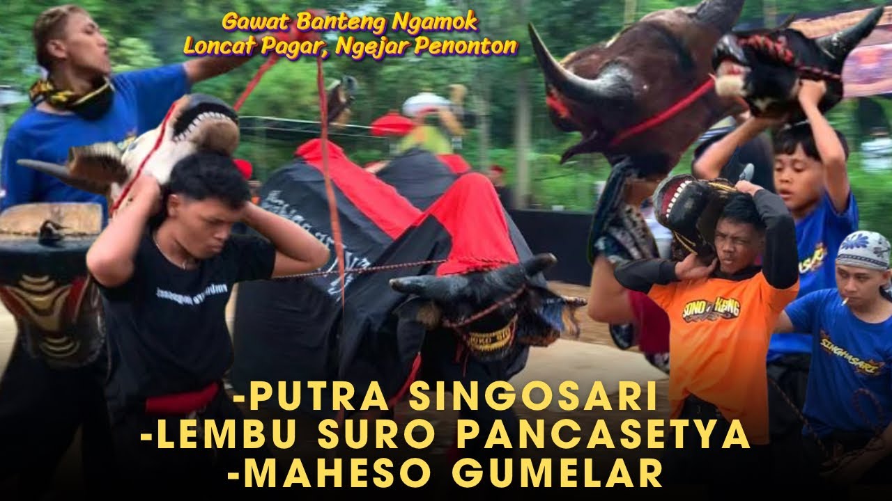 Banteng Ngamok Horor‼️MAHESO GUMELAR x PANCASETYA LEMBU SURO x PUTRA SINGOSARI Full Kalapan