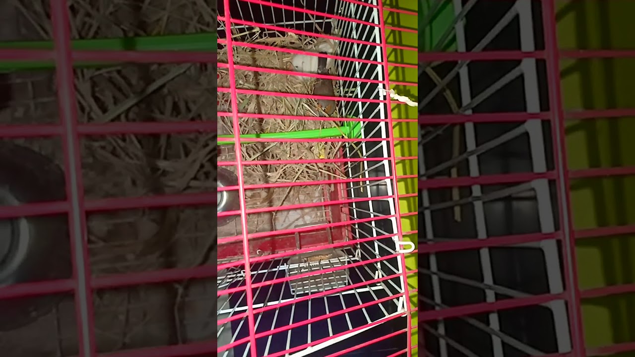 Finch nest making