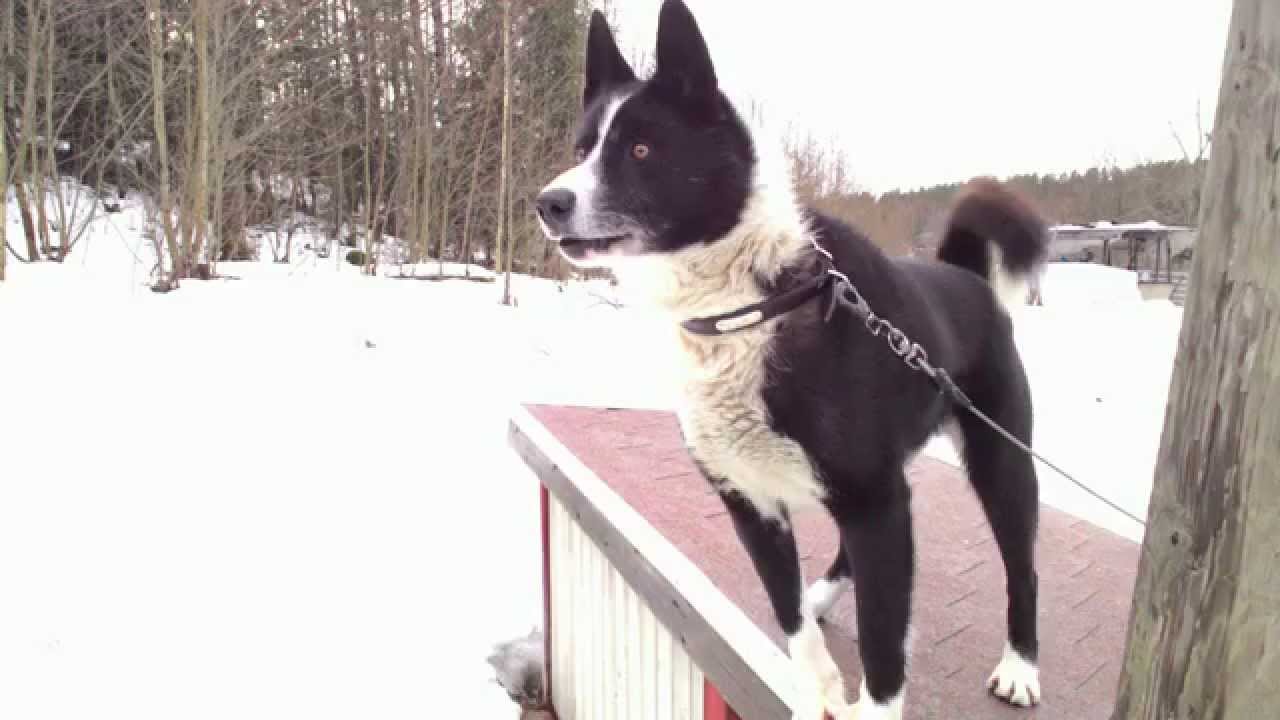 Barking Big Dogs Sound Effect, 10 Hours