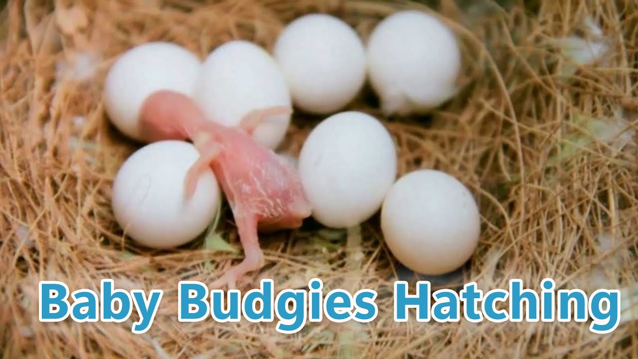 Budgie Growth Stages | Day 114 of Babies Time lapse🐦